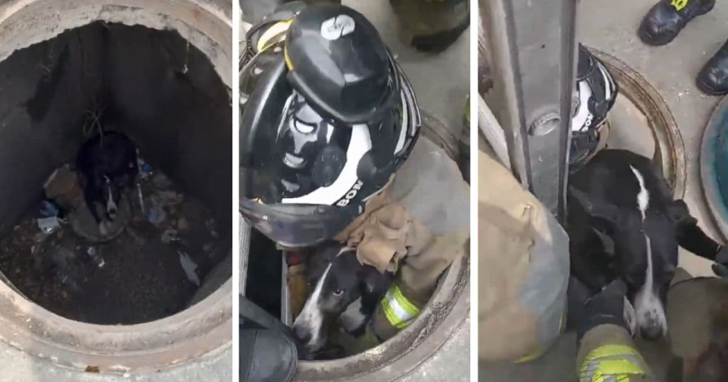 Bomberos de Bogotá lograron rescate de perro atrapado en una alcantarilla