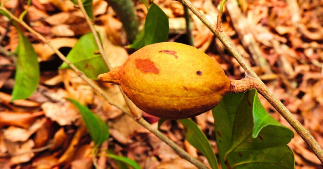 ¡Descubren una nueva especie de árbol en Colombia! 