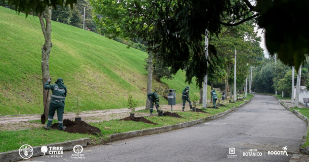 Bogotá es reconocida como ‘Ciudad Arbolada del Mundo’ por cuarta vez