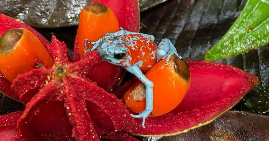 Día Mundial de la Vida Silvestre: ranas recuperadas fueron liberadas