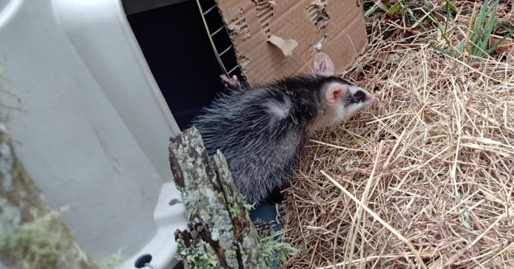 Día de la Tierra: Secretaría de Ambiente liberó 46 animales silvestres