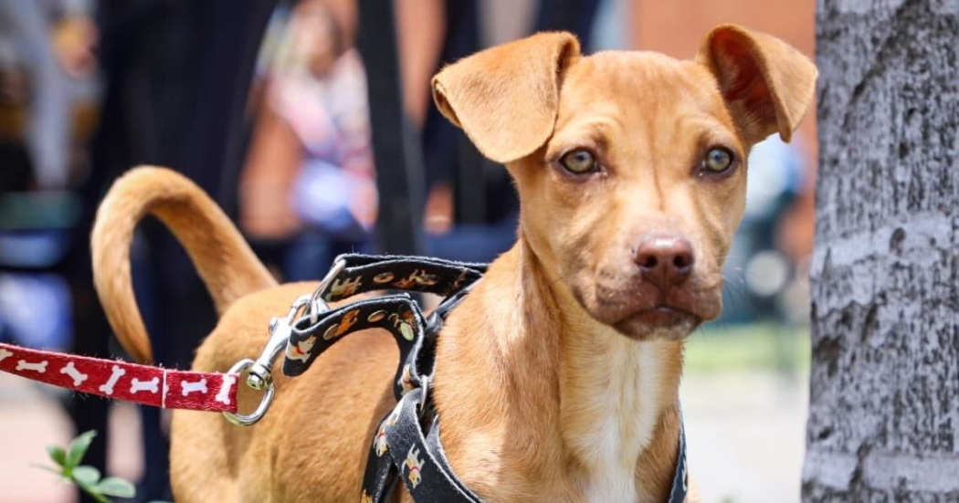 Jornada de adopción animales compañeria en el CC Outlet Factory 