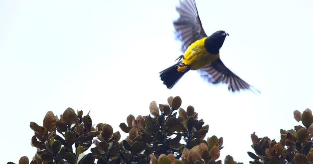 Día Internacional de las Aves Migratorias: aves recuperadas en Bogotá