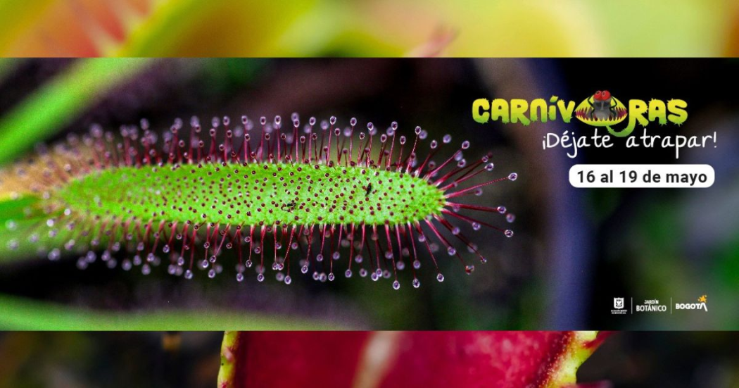 Exposición de plantas carnívoras ¡Déjate atrapar! 