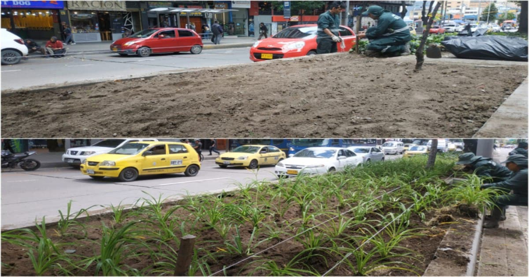 #ElCentroVive fortaleció las jardineras de la avenida 19 en Bogotá