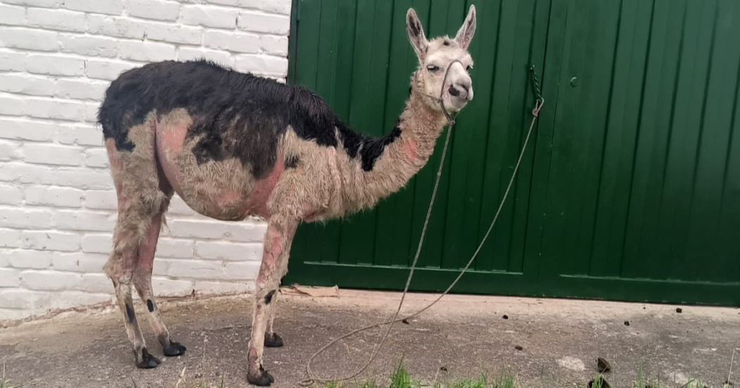 Llamas en lamentables condiciones de salud rescatadas en San Cristóbal