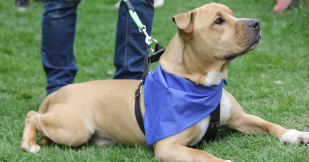 Turnos de esterilizaciones gratuitas para perros y gatos en Bogotá