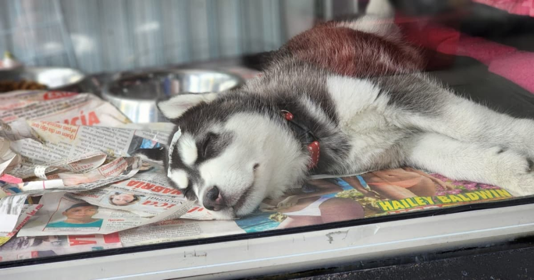 Animales rescatados en operativo en la avenida Caracas Bogotá 