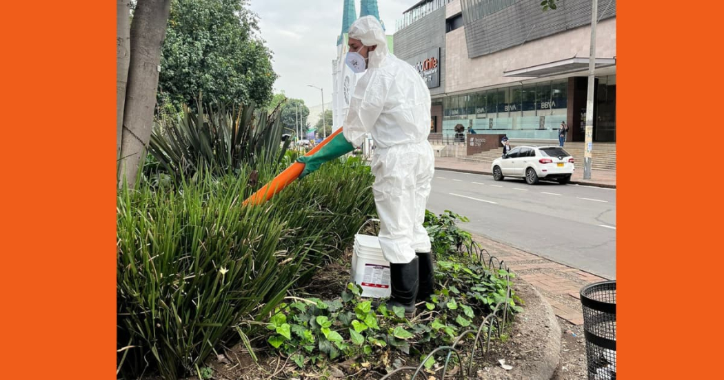 Canales de atención para reportar presencia de roedores en Bogotá 2024