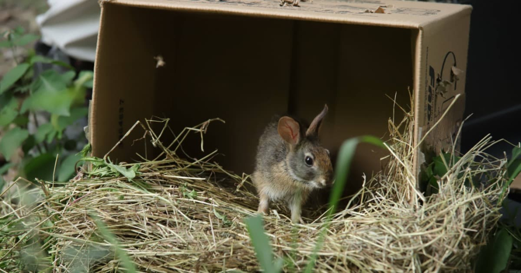 Día Mundial del Medio Ambiente: liberación animales silvestres Bogotá