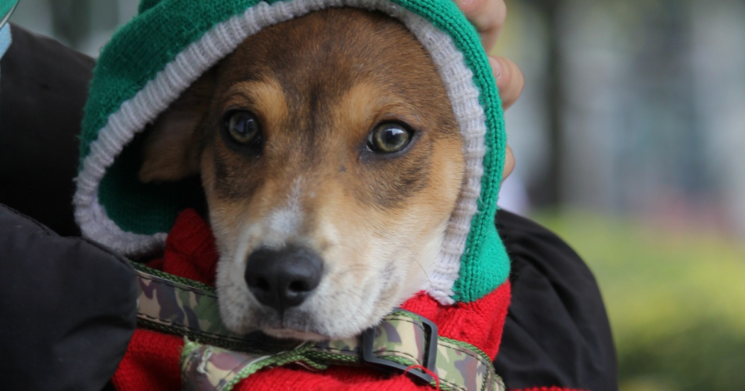 Esterilización gratuita en Bogotá para perros y gatos 11 al 14 junio