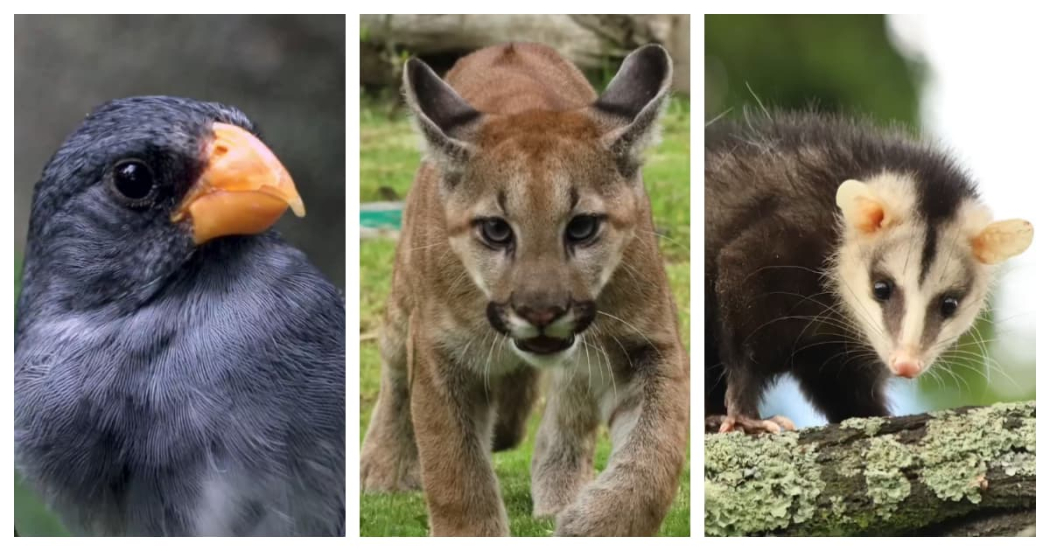 Día Nacional De La Vida Silvestre en Bogotá 30 de julio de 2024