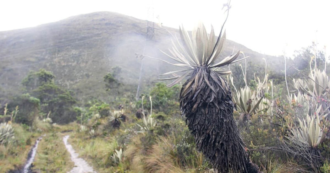 Senderos cerros orientales de Bogotá: Guadalupe-Aguanoso abierto