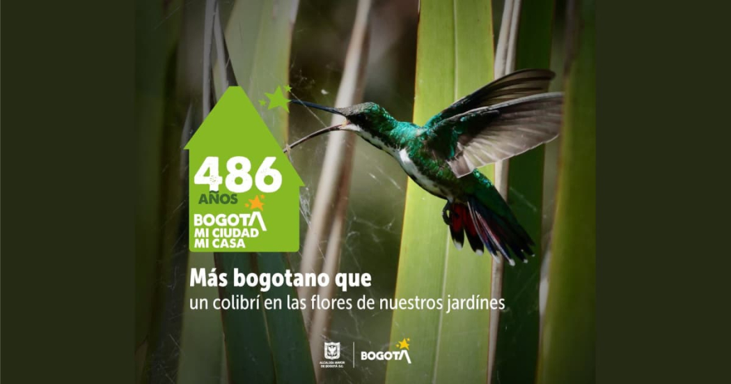 Cumpleaños de Bogotá: datos sobre el colibrí que habita en la ciudad