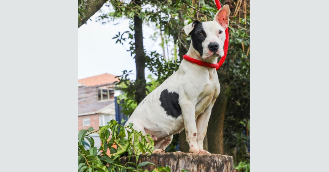 Perros amorosos esperan por un hogar en Expopet 2024 en Bogotá 