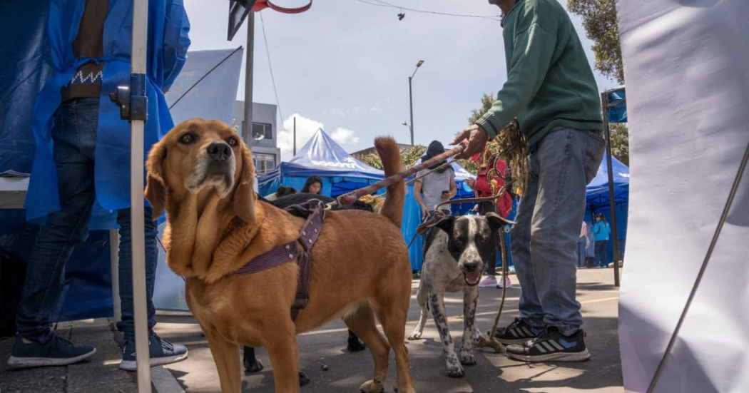 Expopet Bogotá: accede a vacunación antirrábica gratuita en Corferias 