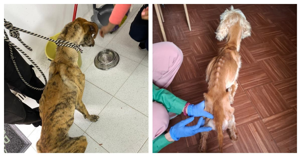 Operativos de rescate de animales en Suba y Rafael Uribe Uribe Bogotá