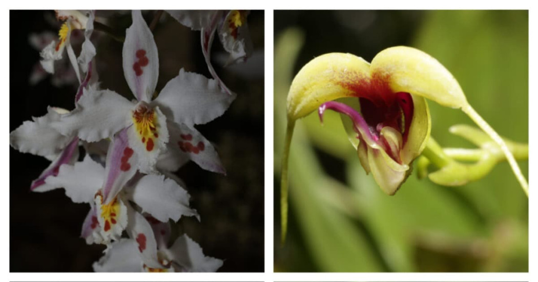 Costo y fecha de la XXI Exposición de Orquídeas en el Jardín Botánico