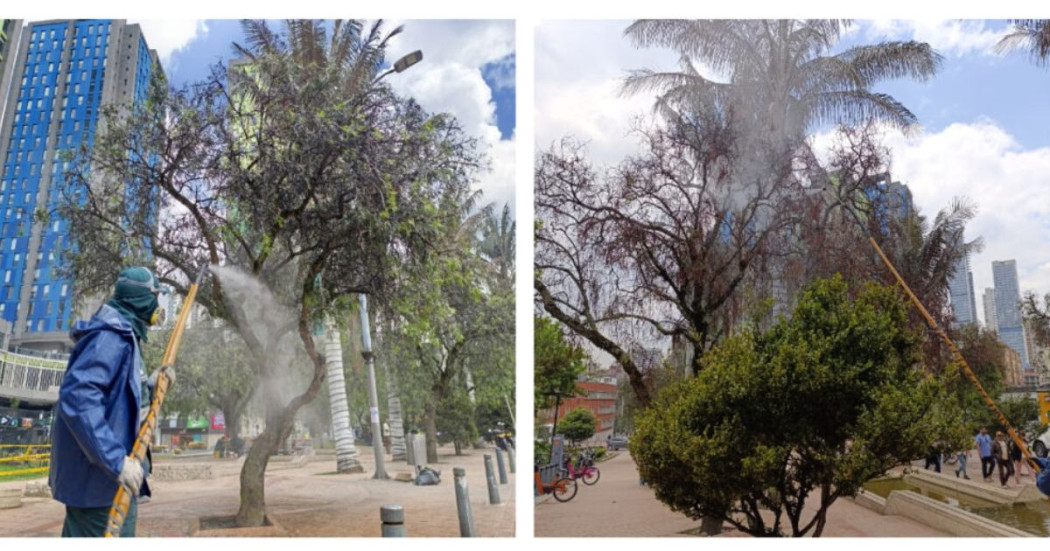 Jardín Botánico de Bogotá realiza trata falsos pimientos Eje Ambiental