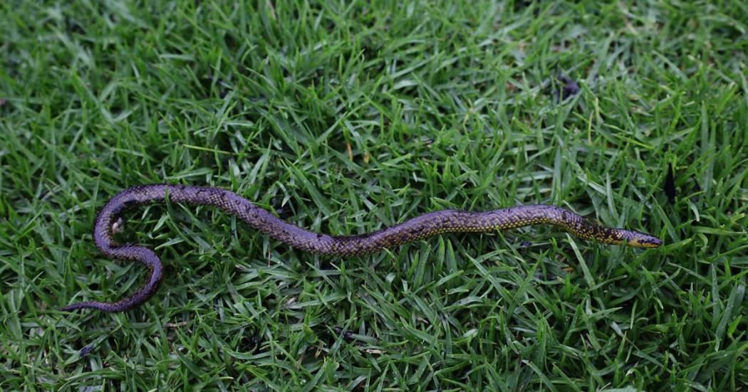 Conoce cómo proteger la fauna silvestre en temporada de lluvias ¡Te contamos!