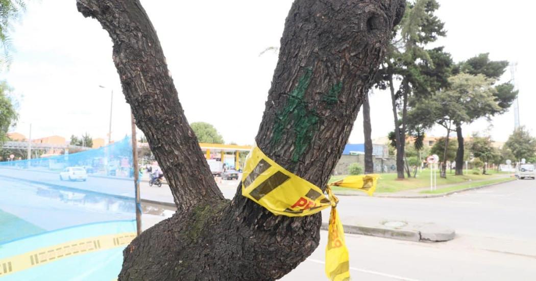 Lluvias en Bogotá Distrito intensifica gestión integral de arbolado