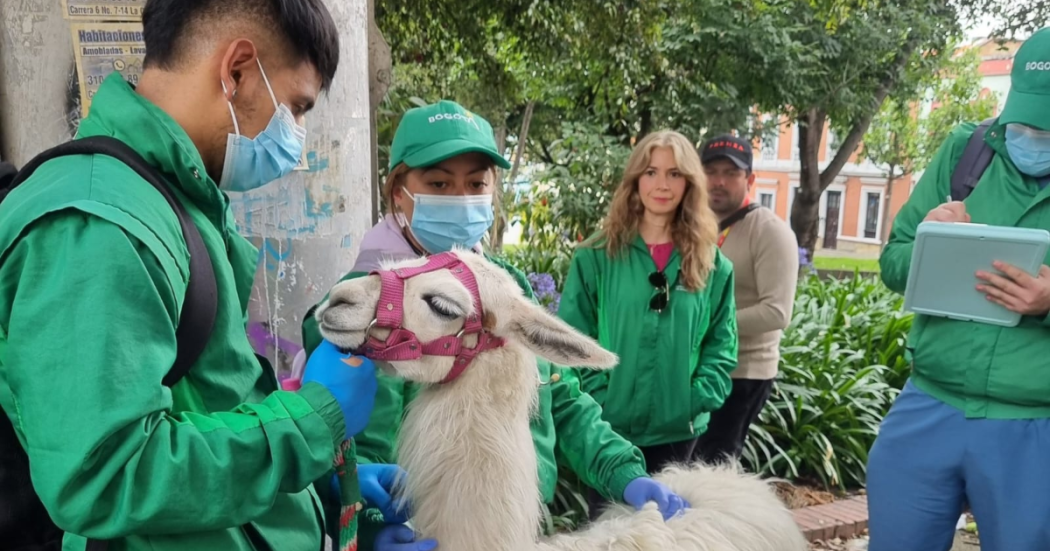 Atención a animales en Bogotá: llamas fueron rescatadas Plaza Bolívar