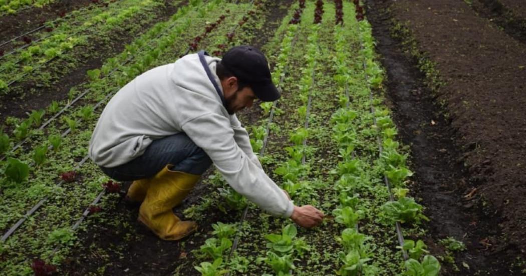 Bogotá fomenta la economía con abono producido en Mercados Campesinos