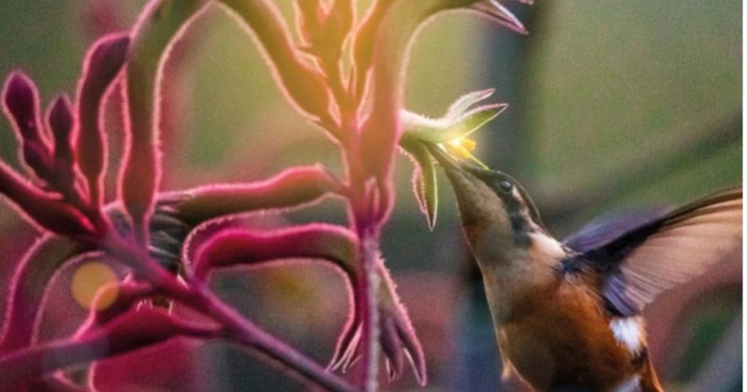 “Semillas, aquí nace la Navidad” en el Jardín Botánico de Bogotá 