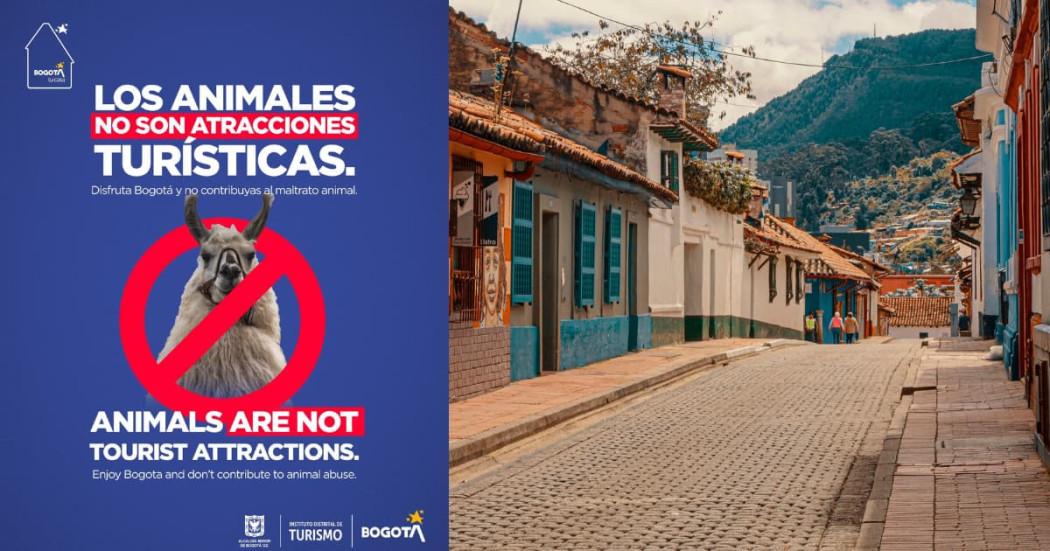 Los animales no son atractivos de turismo en Bogotá ¡No al maltrato!