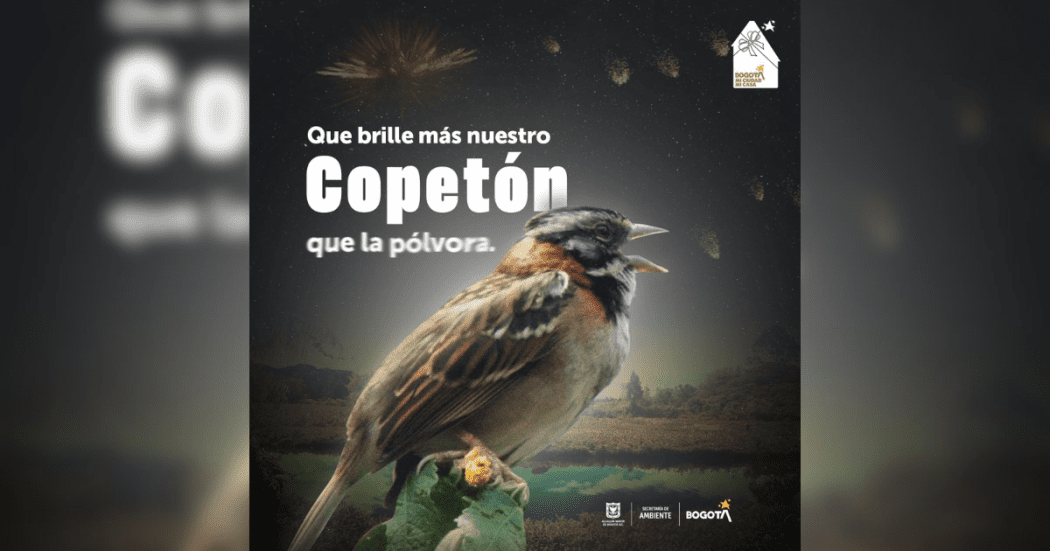 Navidad en Bogotá 2024 llamado a no usar pólvora y proteger fauna