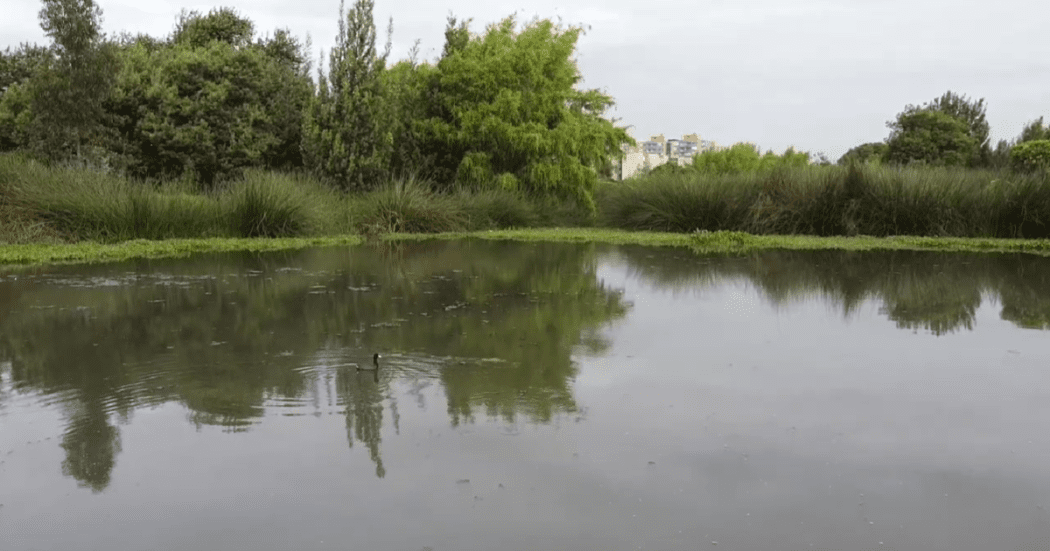 Día Mundial de los Humedales así se cuidan y mantienen en Bogotá 