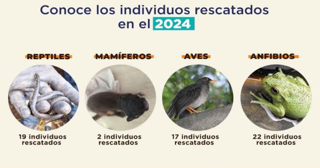 El Metro de Bogotá protege la fauna silvestre presente en las obras