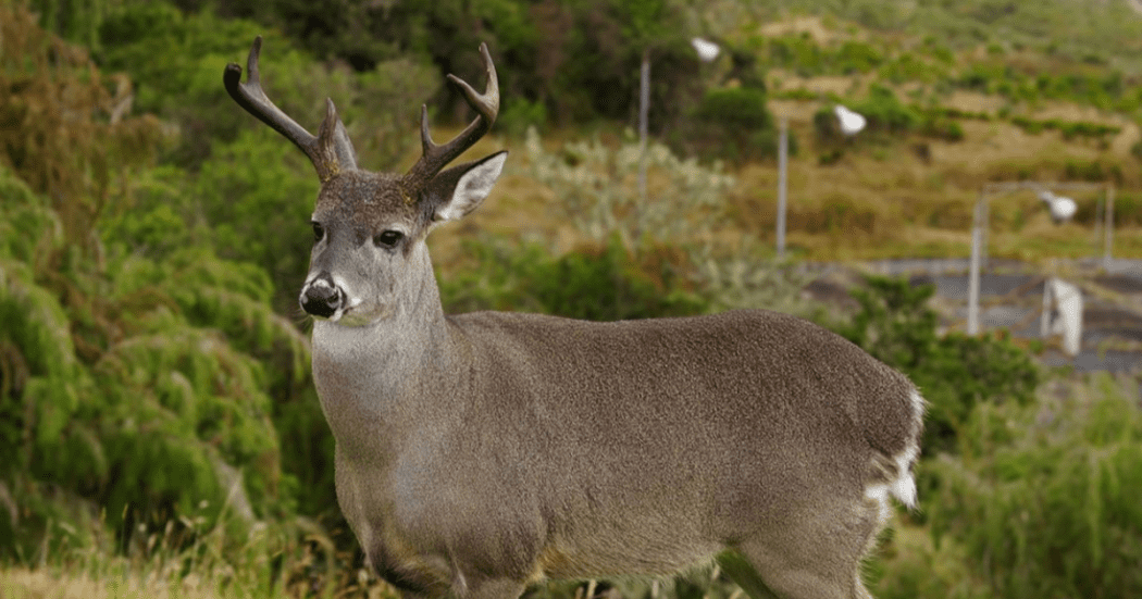 Animales en Chingaza fueron captados recorriendo este ecosistema 