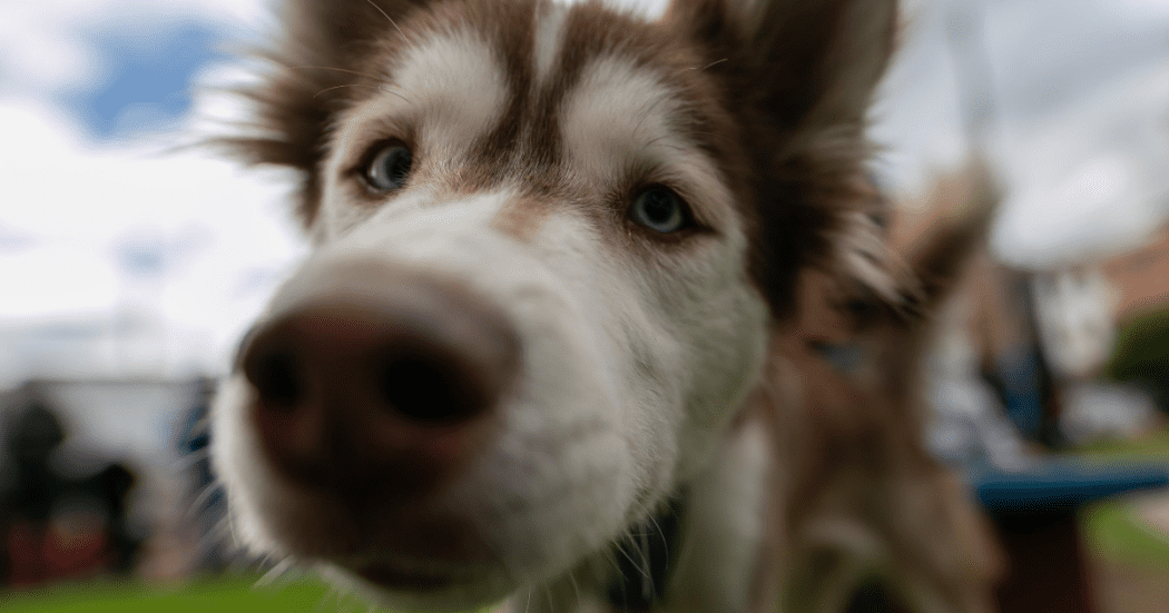 Requisitos jornada de esterilización de mascotas en Bogotá en Mártires