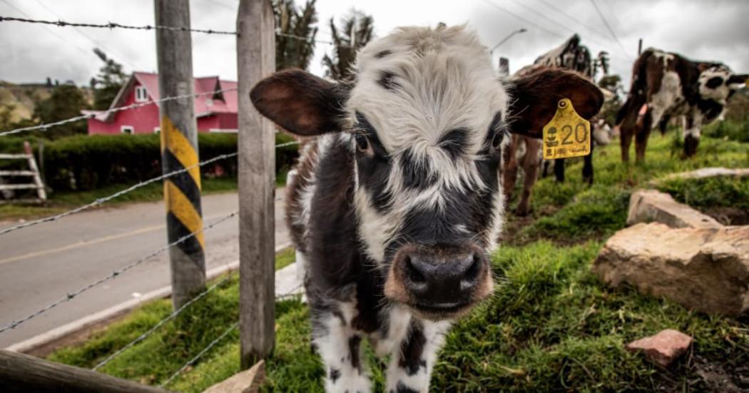 Con apoyos Bogotá fortalece a productores rurales y campesinos 2025