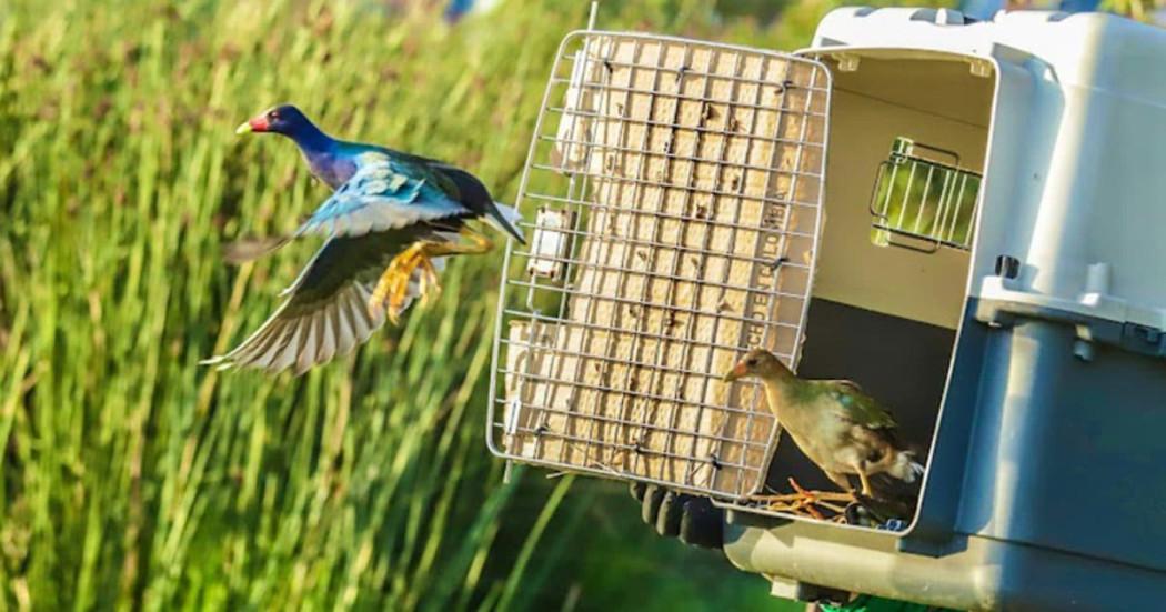 Canales de denuncia maltrato y tráfico de fauna silvestre en Bogotá 