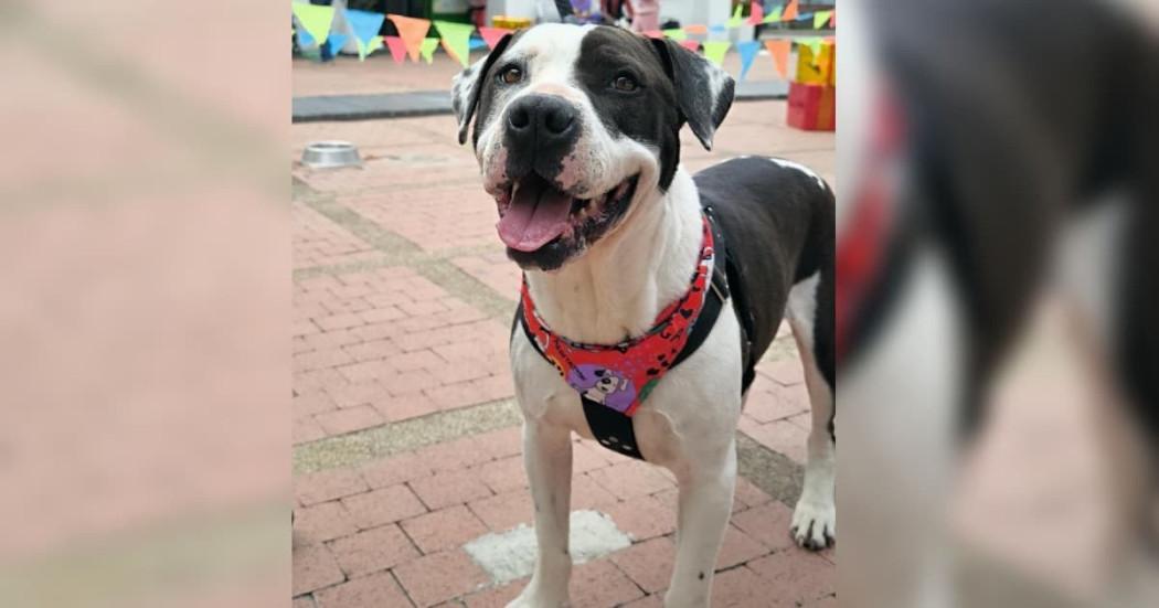 Taxistas Bogotá jornada de adopción para dar un hogar perros y gatos