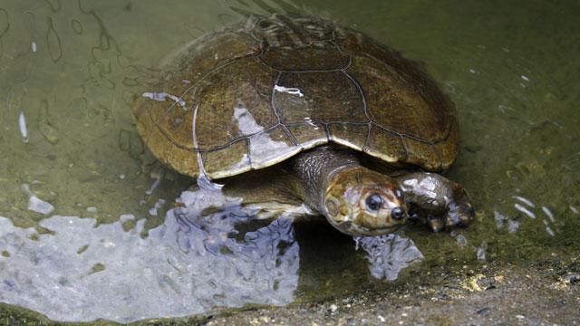 Así se recuperan los animales víctimas de tráfico en Bogotá