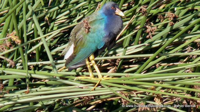 Tingua Azul - Foto:humedalesbogota.com