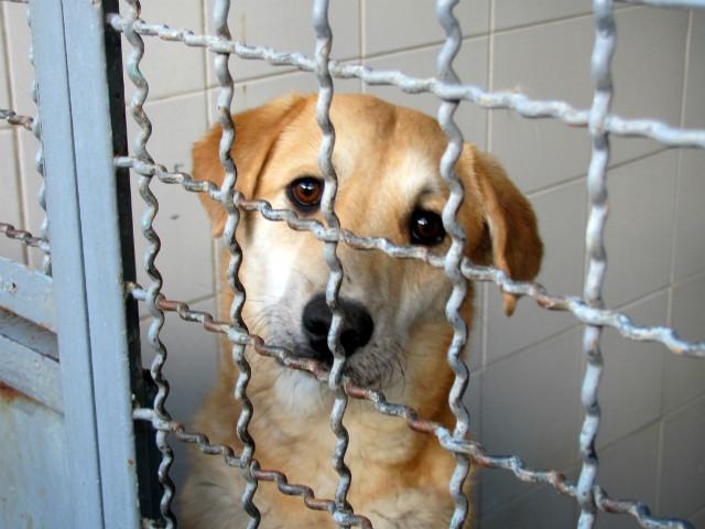 Jornada de adopción de mascotas