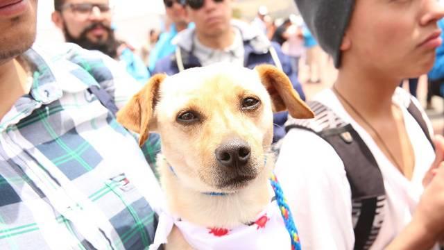 Jornada de Adopción. Foto: Alcaldía Mayor