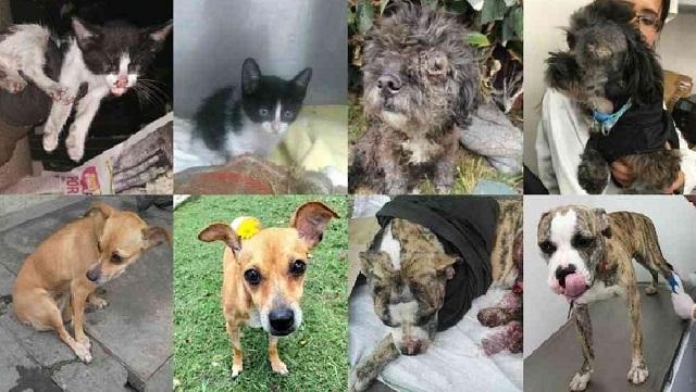 La Alcaldía de Bogotá está comprometida con el rescate de animales bandonados en Bogotá. Fotos: Semana.com