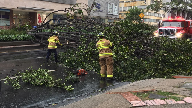 Bomberos de Bogotá atendiendo una emergencia por árbol caído