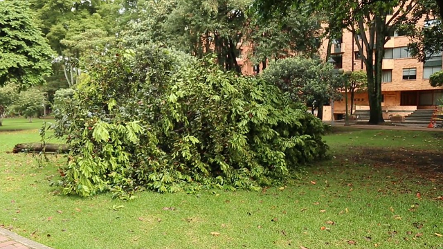 El Distrito plantará más de 100 árboles en el parque El Virrey - Foto: Jardín Botánico Bogotá