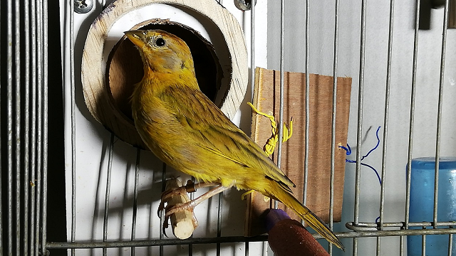 Canario Sicalis Flaveola, una de las aves rescatadas - Foto: Secretaría de Ambiente