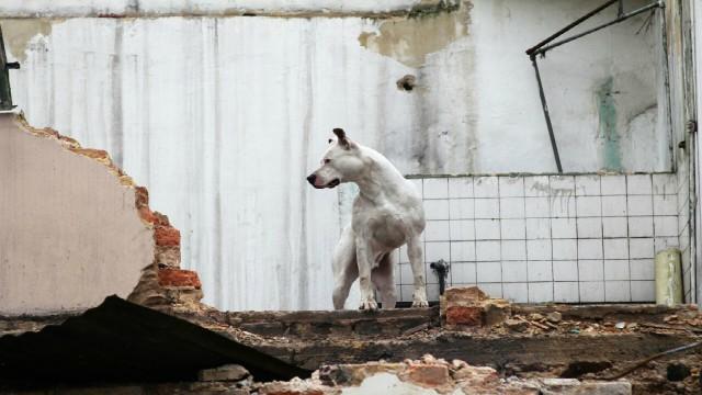 Bomberos de Bogotá enváin perros rescatistas a México - FOTO. Prensa Bomberos