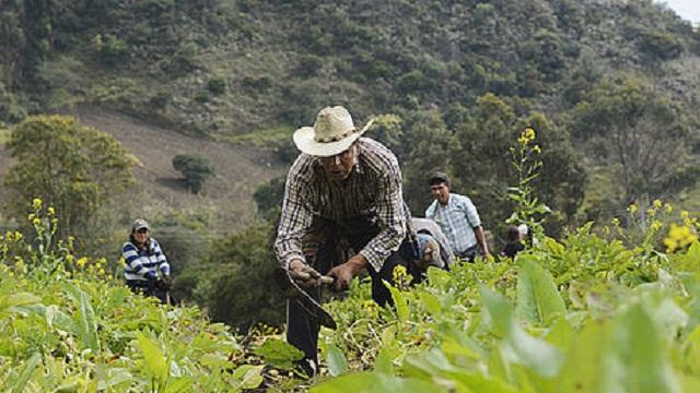 Campesinos de Cundinamarca abastecen a restaurantes y plazas de mercado.