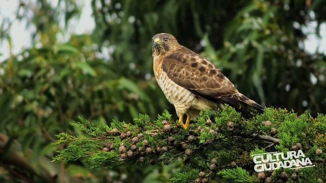 Concurso de fotografía sobre fauna bogotana - Foto: Secretaría de Cultura