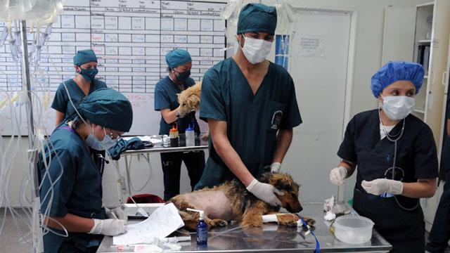  Esterilización animal - Foto: agenciadenoticias.unal.edu.co