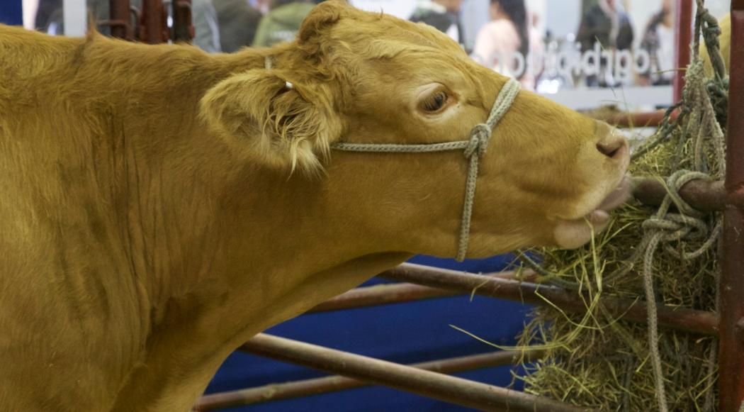 Ganado en el agroexpo 2019